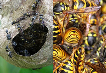 bald face hornets nest yellow jackets