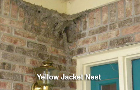 11-yellow_jacket_nest.jpg