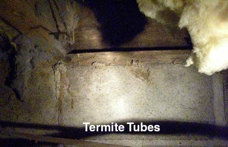 12-termite_tubes-2.jpg