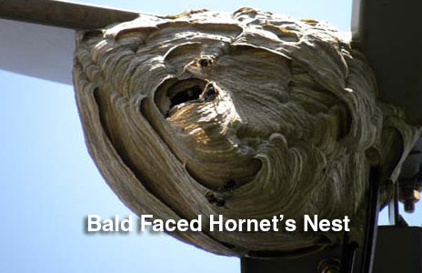 13-bald_faced_hornets_nets.jpg