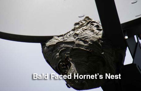 14-baled_faced_hornets_nest-2.jpg