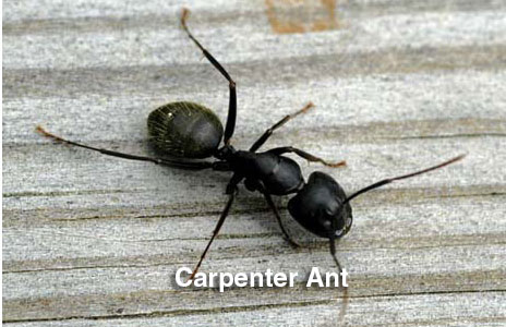 15-carpenter_ant.jpg