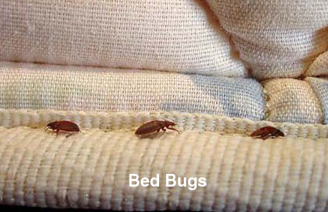 16-bed_bugs.jpg