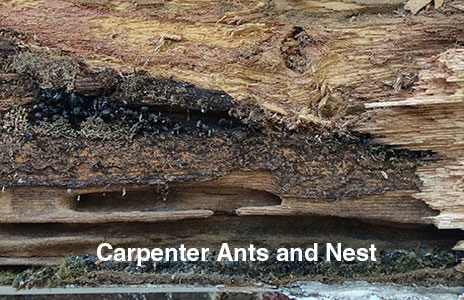 2-carpenter_ants.jpg