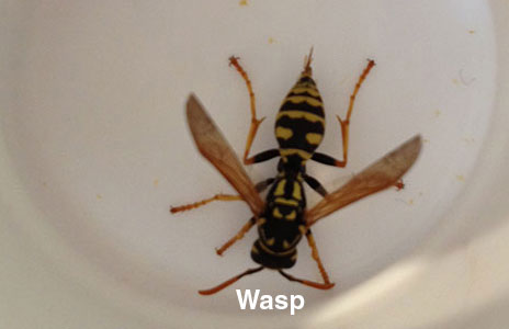 4-wasp.jpg