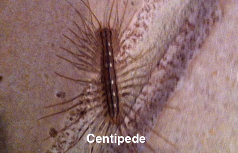 6-centipede.jpg