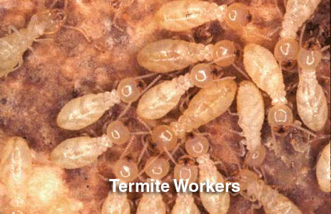 7-termite_workers.jpg