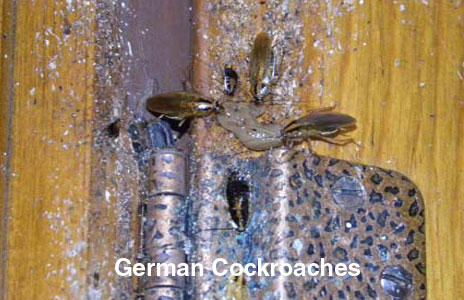 8-german_cockroaches.jpg