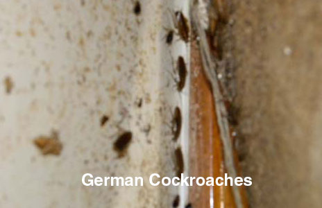 9-german_cockroaches-2.jpg