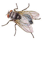 BluebottleFly