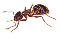 CarpenterAnt