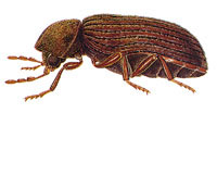 DrugstoreBeetle