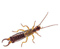 Earwig