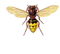 EuropeanHornet