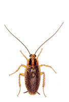 GermanCockroach