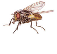 HouseFly