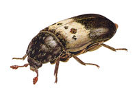 LarderBeetle