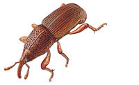 MaizeWeevil