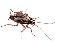 OrientalCockroach