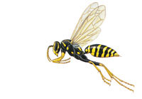 PaperWasp