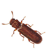 PowderPostBeetle