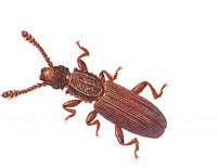 SawtoothGrainBeetle