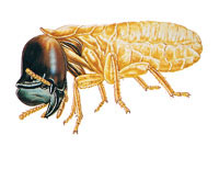 SoldierTermite