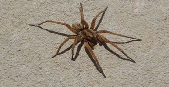 wolf spider