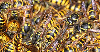 yellow jackets